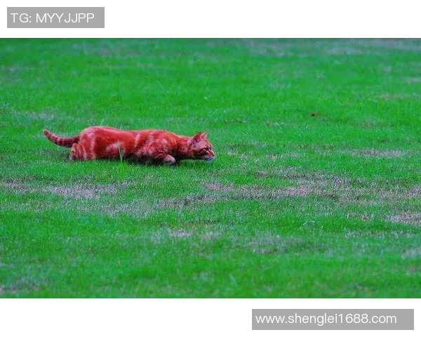 老虎大学与美洲狮子激烈对决谁将赢得这场精彩的较量